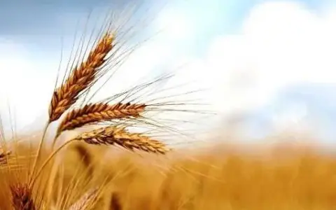 Sabato della XV settimana del tempo ordinario