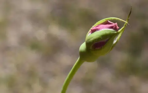 V domenica di Quaresima