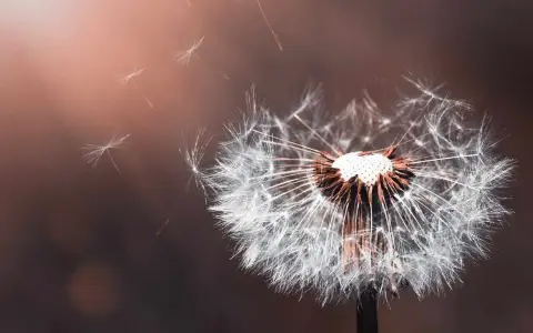 Domenica delle Palme, passione del Signore